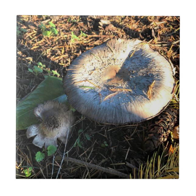 Azulejo Hongos, Oregón (Frente)