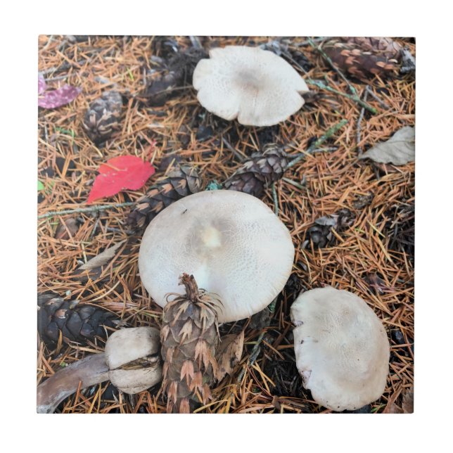 Azulejo Hongos y pieles (Frente)