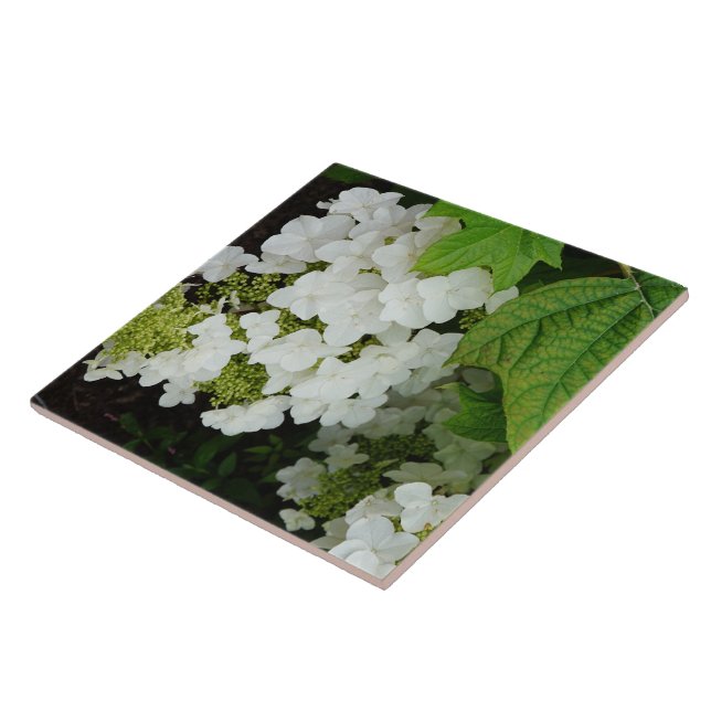 Azulejo Hortensia de hoja de roble (Lado)