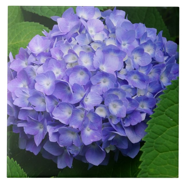 Azulejo Hortensia Lavanda (Frente)