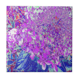 Azulejo Hortensia Limelight Morada y Azul Elegante