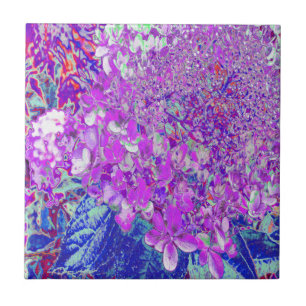 Azulejo Hortensia Limelight Morada y Azul Elegante
