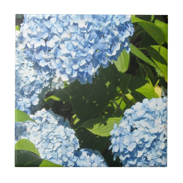 Azulejo Hortensias azules en el sol (Frente)