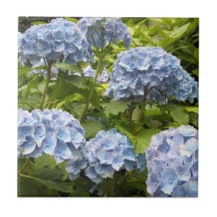 Azulejo Hortensias Azules Profundas