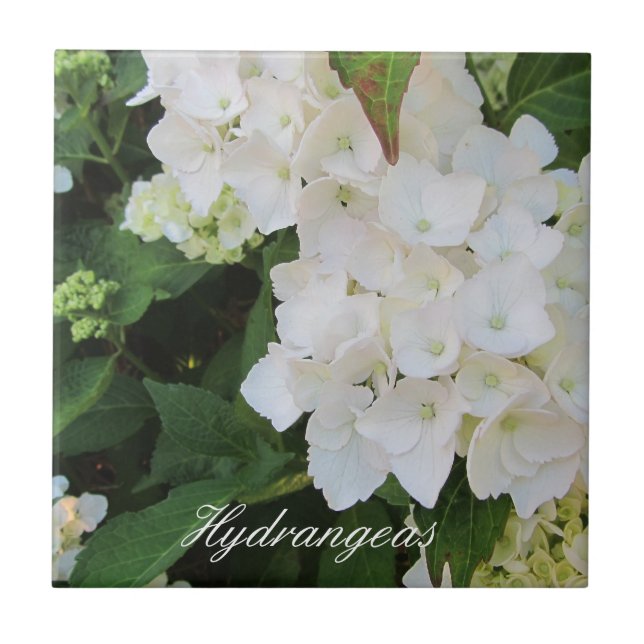 Azulejo Hortensias Blancas Elegantes (Frente)