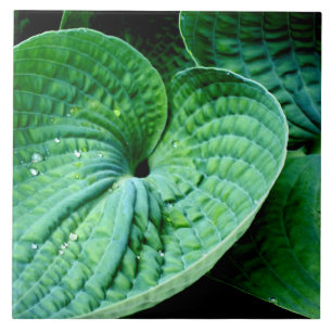 Azulejo Hosta Heart