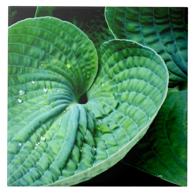 Azulejo Hosta Heart (Frente)