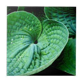 Azulejo Hosta Heart
