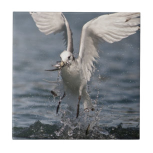 Azulejo Hovering Kittiwake