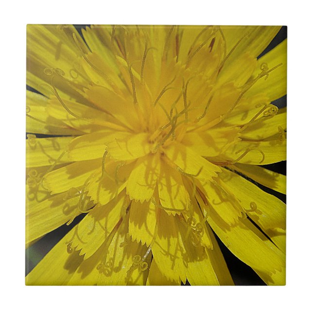 Azulejo Hübsche Löwenzahnblüte (Frente)