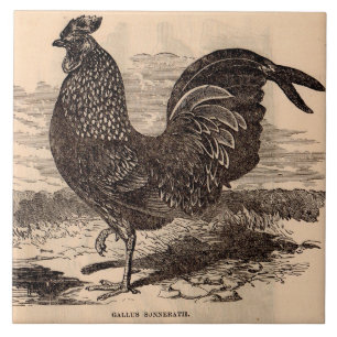 Azulejo Huella de galos del siglo XIX