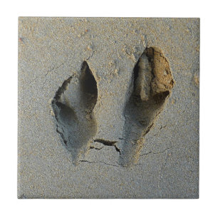 Azulejo Huellas de Wallaby en arena