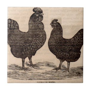 Azulejo Huésped y gallo de la roca del siglo XIX