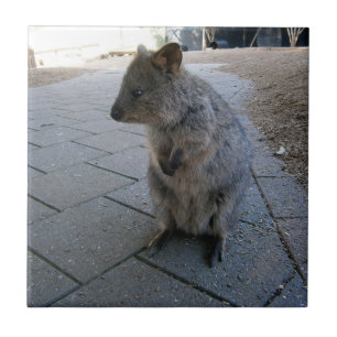 Azulejo "Huggs en Australia: Un Cuerdo Quokka Gris