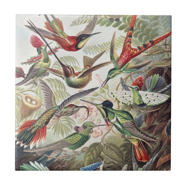 Azulejo Hummingbird Bird Wildlife Classic Painting (Frente)