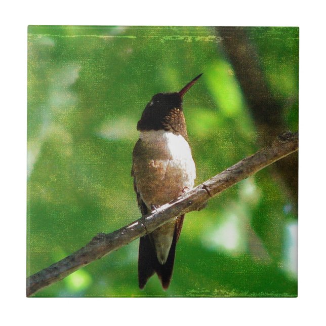 Azulejo Hummingbird Mañana (Frente)
