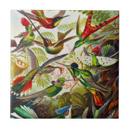 Azulejo Hummingbirds por Ernst Haeckel