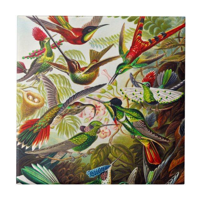 Azulejo Hummingbirds por Ernst Haeckel (Frente)