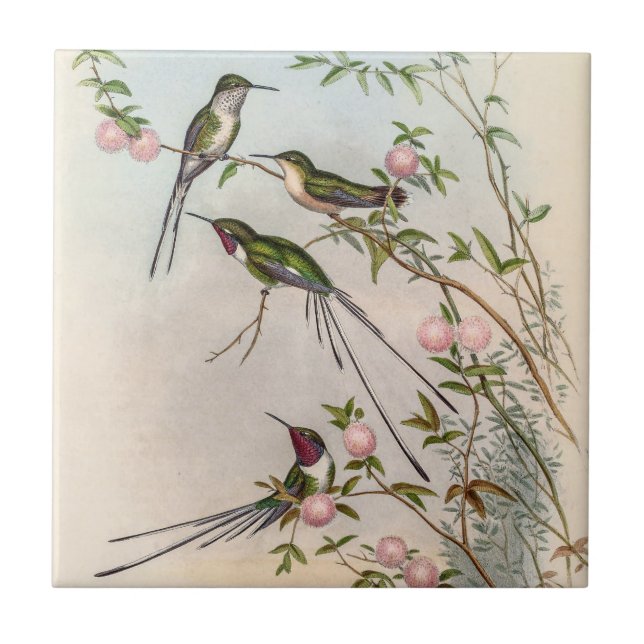 Azulejo Hummingbirds por John Gould (Frente)
