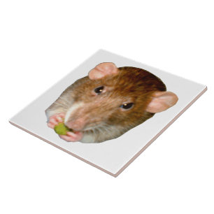 Azulejo Hungry Rat Tile