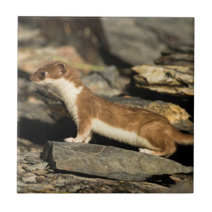 Azulejo Hunting Weasel