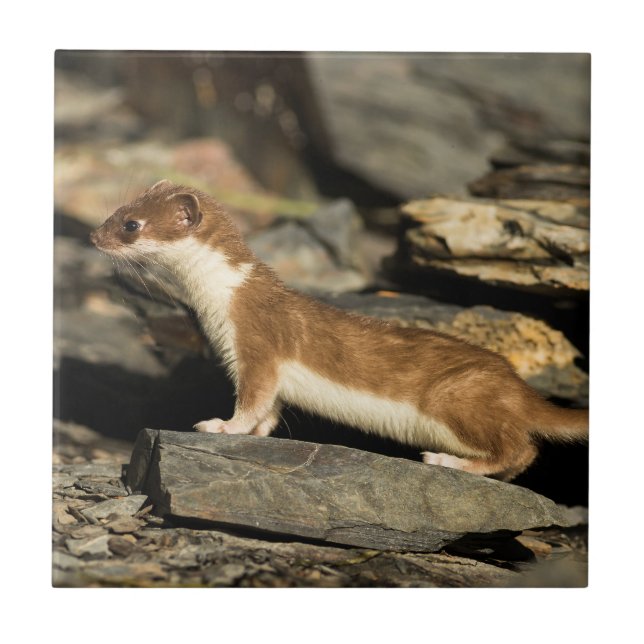 Azulejo Hunting Weasel (Frente)