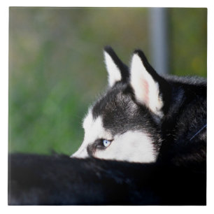 Azulejo Husky siberiano