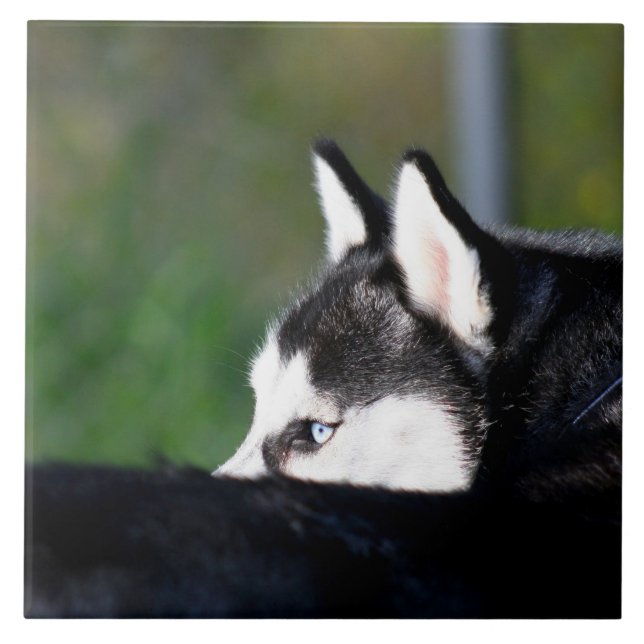 Azulejo Husky siberiano (Frente)