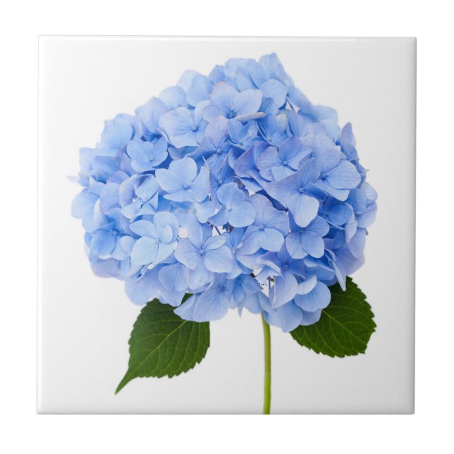 Azulejo Hydrangea (Frente)