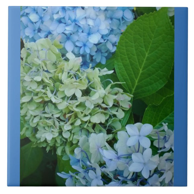 Azulejo Hydrangea Flowers (Frente)