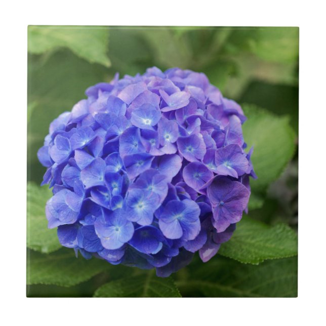 Azulejo Hydrangea francés (macrophylla del Hydrangea) (Frente)