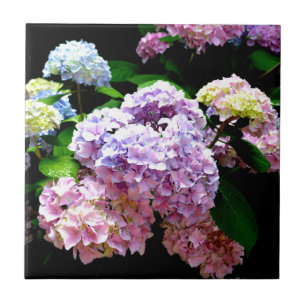 Azulejo Hydrangea garden, rosa, azul, violeta floral