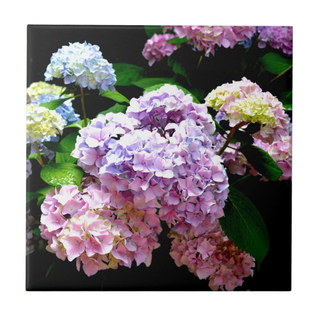 Azulejo Hydrangea garden, rosa, azul, violeta floral (Frente)