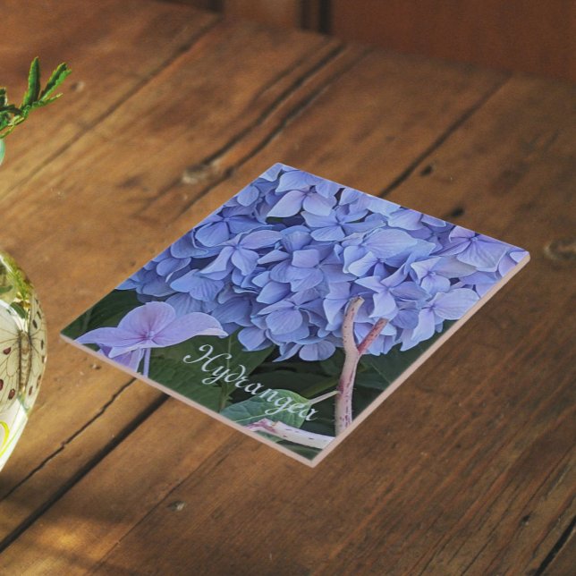 Azulejo Hydrangea Mophead Azul Floral en Flor (In Situ)