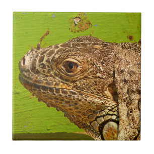 AZULEJO IGUANA