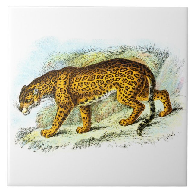Azulejo Ilustracion animal de Jaguar vintage (Frente)