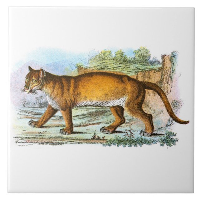 Azulejo Ilustracion animal de la puma (Frente)