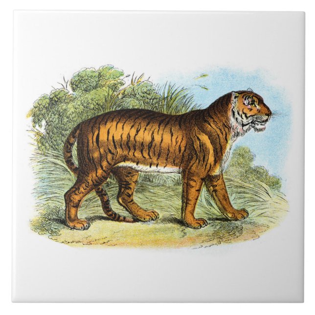 Azulejo Ilustracion animal de tigre de época (Frente)