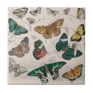 Azulejo Ilustración antigua de mariposa: Orfebre de 1820