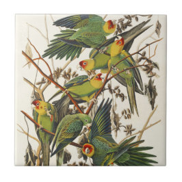 Azulejo Ilustracion Audubon Carolina Parrot Bird