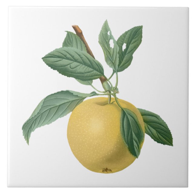 Azulejo Ilustracion botánico de Apple Fruit (Frente)