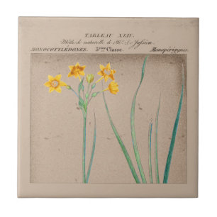 Azulejo Ilustracion botánico de Daffodil francés