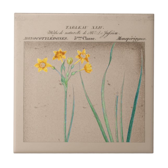 Azulejo Ilustracion botánico de Daffodil francés (Frente)
