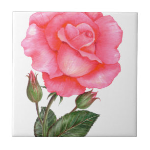 Azulejo Ilustracion botánico Rosa Rosa
