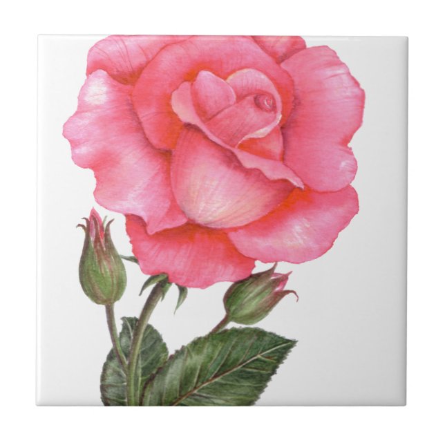 Azulejo Ilustracion botánico Rosa Rosa (Frente)