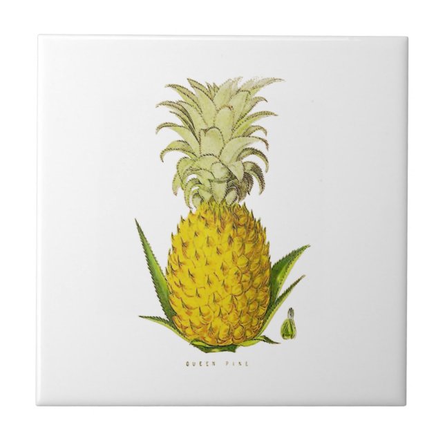 Azulejo Ilustracion de cosecha de piña de acento tropical (Frente)