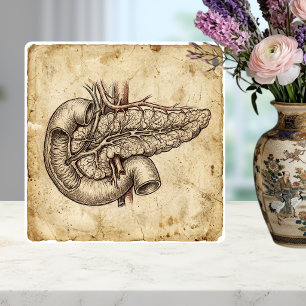 Azulejo Ilustración de dibujo anatómico de páncreas vintag