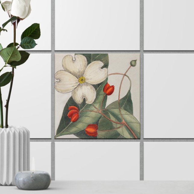 Azulejo Ilustracion de flor de árbol de dogwood 🌼 de vint (Dogwood Tree Flower Illustration 🌼 Vintage Ceramic Tile
)