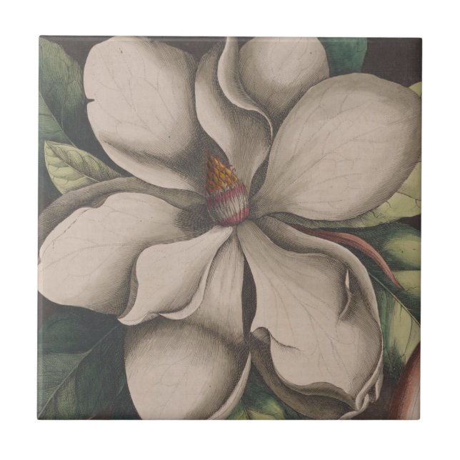Azulejo Ilustracion de Flor de Magnolia Vintage (Frente)