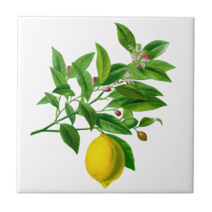 Azulejo Ilustracion de limón botánico de vintage Tile cerá